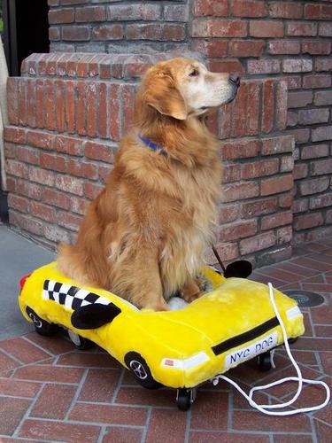 dog_taxi Georgie