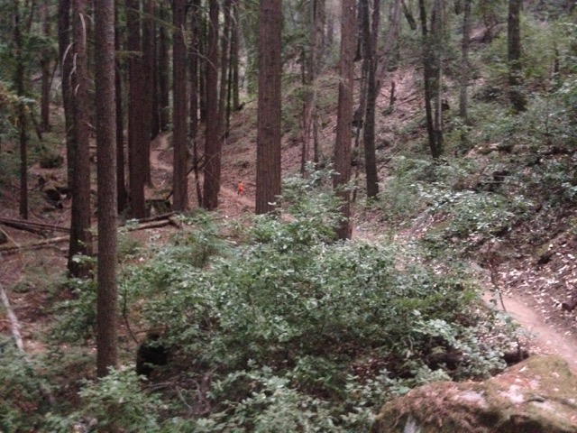 Todd Creek Redwoods