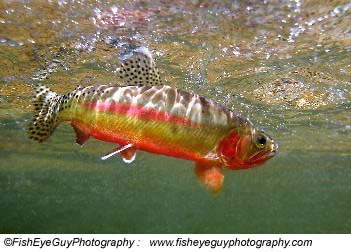 California Golden Trout