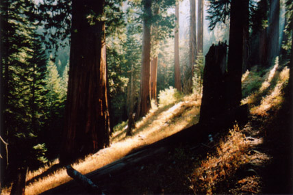 Garfield Grove on an October morning